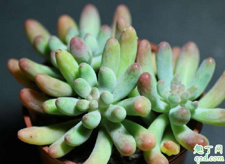 多肉玉米石好养活吗 多肉玉米石怎么养开的旺盛