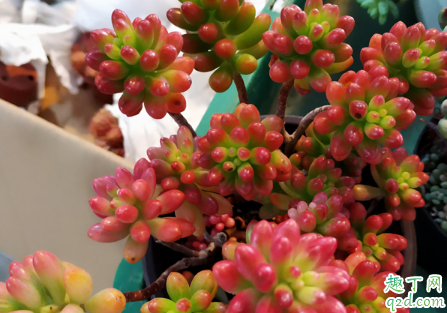 多肉玉米石好养活吗 多肉玉米石怎么养开的旺盛