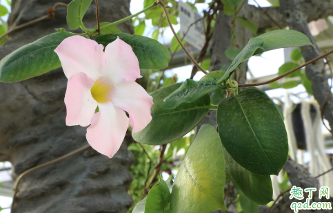 飘香藤叶子发黄是啥原因 飘香藤叶子老黄怎么办