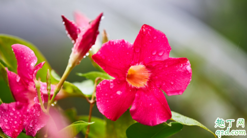 飘香藤叶子发黄是啥原因 飘香藤叶子老黄怎么办