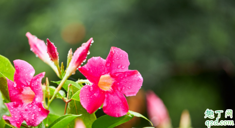 飘香藤叶子发黄是啥原因 飘香藤叶子老黄怎么办