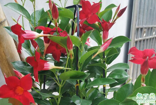 飘香藤和红蝉花哪个好养 飘香藤和红蝉花差别在哪