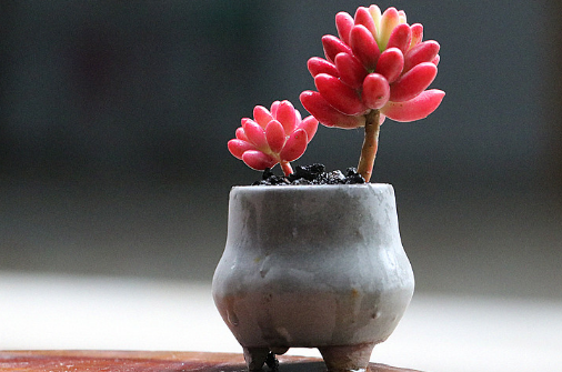 玉米石会开花吗 玉米石花期是啥时候