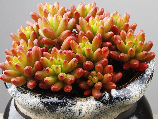 玉米石会开花吗 玉米石花期是啥时候