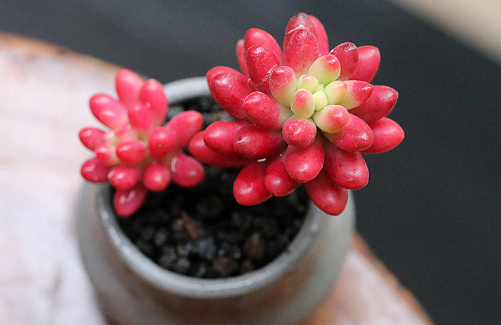 玉米石会开花吗 玉米石花期是啥时候