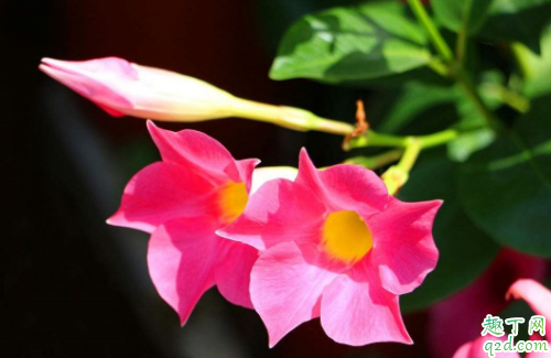 飘香藤能养在室内吗 如何让飘香藤长得快