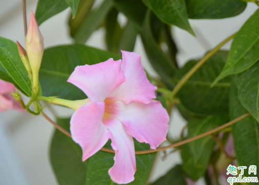 飘香藤能养在室内吗 如何让飘香藤长得快