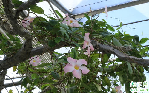 飘香藤啥时候扦插合适 飘香藤怎么扦插成活率高