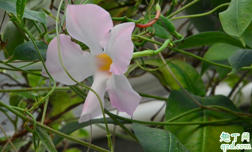 飘香藤啥时候扦插合适 飘香藤怎么扦插成活率高