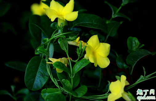 飘香藤需不需要剪枝 飘香藤花谢了怎么修剪