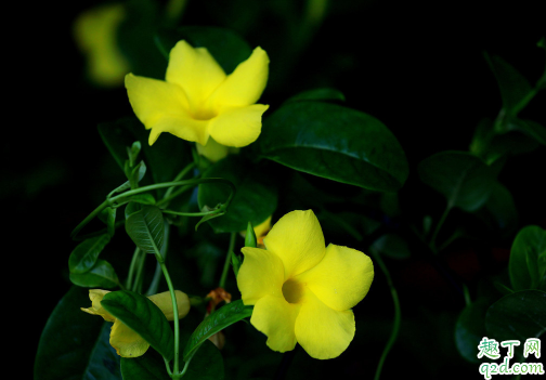 飘香藤需不需要剪枝 飘香藤花谢了怎么修剪