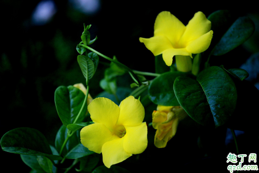 飘香藤需不需要剪枝 飘香藤花谢了怎么修剪
