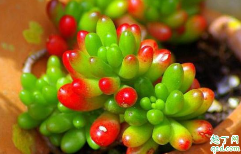 玉米石是虹之玉吗 玉米石和虹之玉有何差别