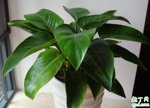 金钻老是黄叶是咋回事 金钻老是黄叶掉叶怎么办