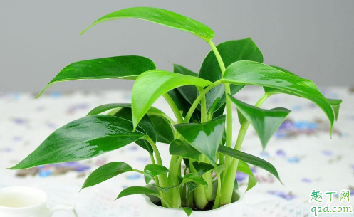 金钻老是黄叶是咋回事 金钻老是黄叶掉叶怎么办