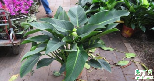 金钻老是黄叶是咋回事 金钻老是黄叶掉叶怎么办