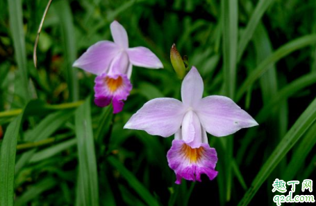 竹叶兰怎么种植 种植竹叶兰应如何浇水