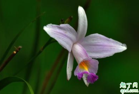 竹叶兰怎么种植 种植竹叶兰应如何浇水