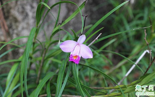 竹叶兰怎么种植 种植竹叶兰应如何浇水