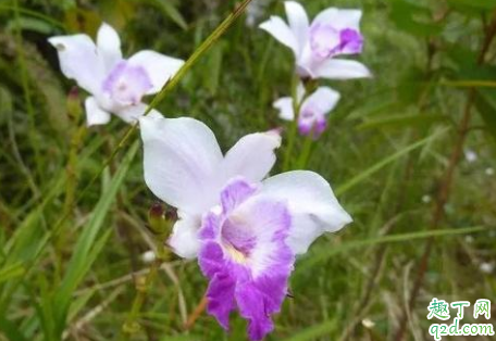 竹叶兰怎么种植 种植竹叶兰应如何浇水