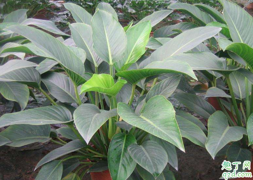 金钻好养活吗 金钻怎样养长得旺盛