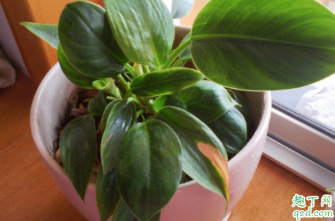 金钻好养活吗 金钻怎样养长得旺盛