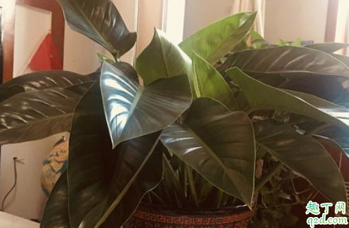 金钻好养活吗 金钻怎样养长得旺盛