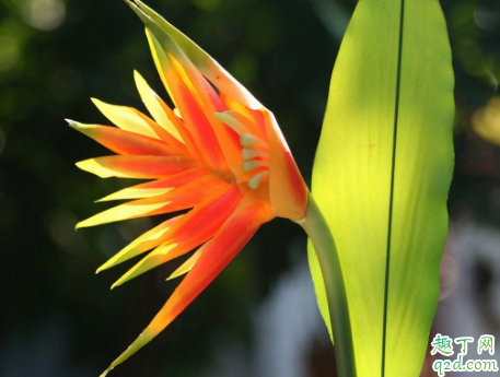 天堂鸟好养活吗 天堂鸟怎样养长得旺盛