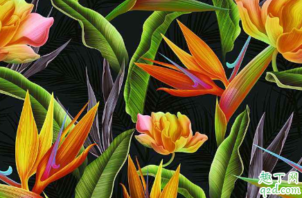 天堂鸟好养活吗 天堂鸟怎样养长得旺盛