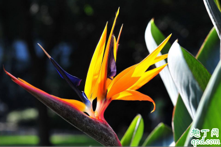 天堂鸟好养活吗 天堂鸟怎样养长得旺盛