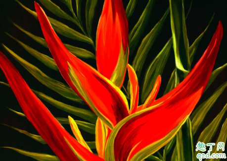 天堂鸟好养活吗 天堂鸟怎样养长得旺盛