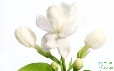 冬天茉莉花怎么管理才能开花 冬天茉莉为什么不开花