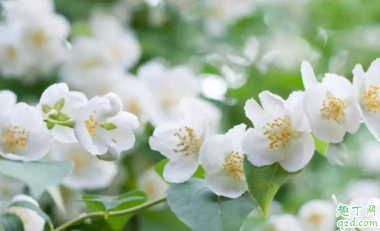 冬天茉莉花怎么管理才能开花 冬天茉莉为什么不开花