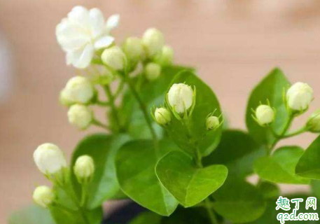 冬天茉莉花怎么管理才能开花 冬天茉莉为什么不开花