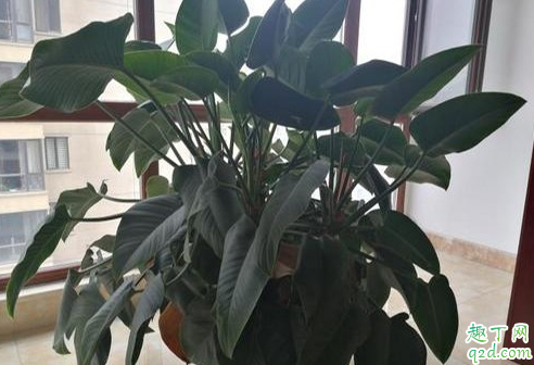 金钻为啥老是烂根 金钻烂根了还有救吗