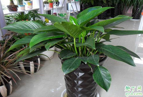 金钻为啥老是烂根 金钻烂根了还有救吗