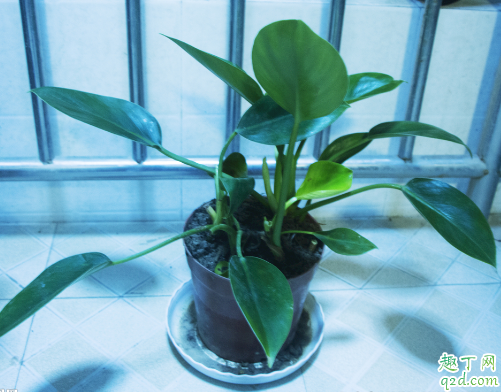 金钻为啥老是烂根 金钻烂根了还有救吗