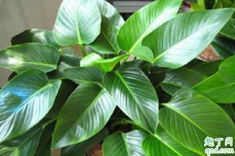 金钻为啥老是烂根 金钻烂根了还有救吗