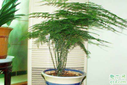 文竹黄根怎么办 文竹日常如何养护