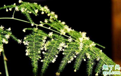 文竹黄根怎么办 文竹日常如何养护