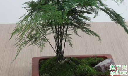 文竹黄根怎么办 文竹日常如何养护