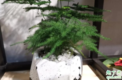 文竹黄根怎么办 文竹日常如何养护