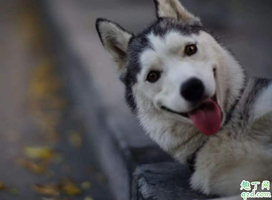 哈士奇鼻子掉色怎么回事 哈士奇鼻子上是白色好还是黑色好