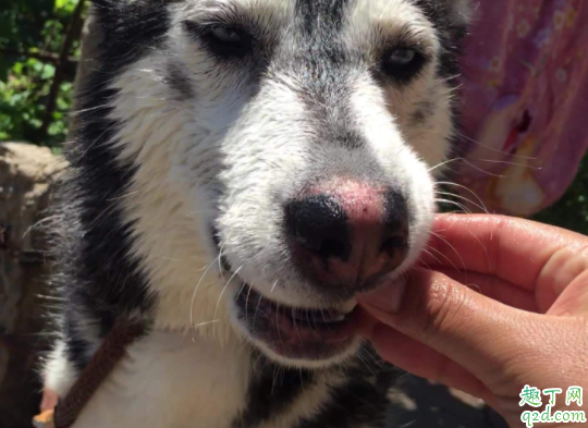 哈士奇鼻子掉色怎么回事 哈士奇鼻子上是白色好还是黑色好