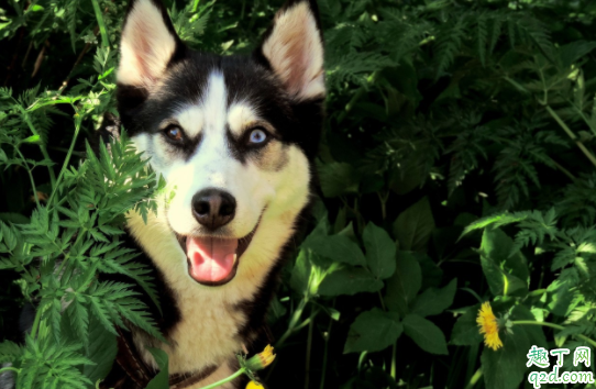 哈士奇吃鸡蛋拉肚子吗 哈士奇可以吃猪肝吗