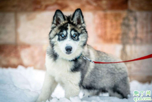 哈士奇吃菠萝会不会有危险 哈士奇能不能吃桃子