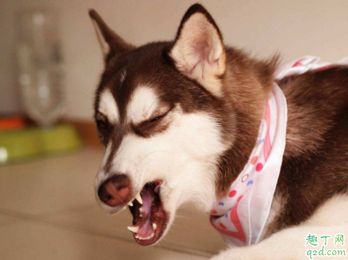 哈士奇吃菠萝会不会有危险 哈士奇能不能吃桃子