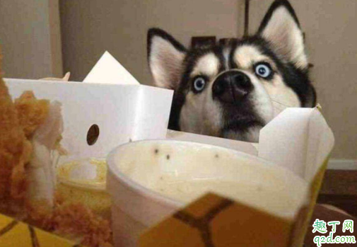 哈士奇吃菠萝会不会有危险 哈士奇能不能吃桃子