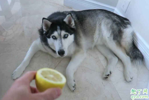 哈士奇吃菠萝会不会有危险 哈士奇能不能吃桃子