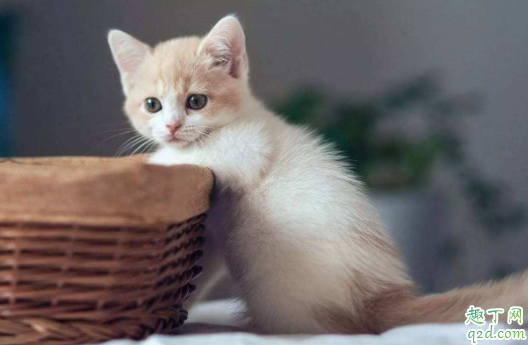 猫咪的毛分层为什么 猫咪的毛剃掉多久能长出来